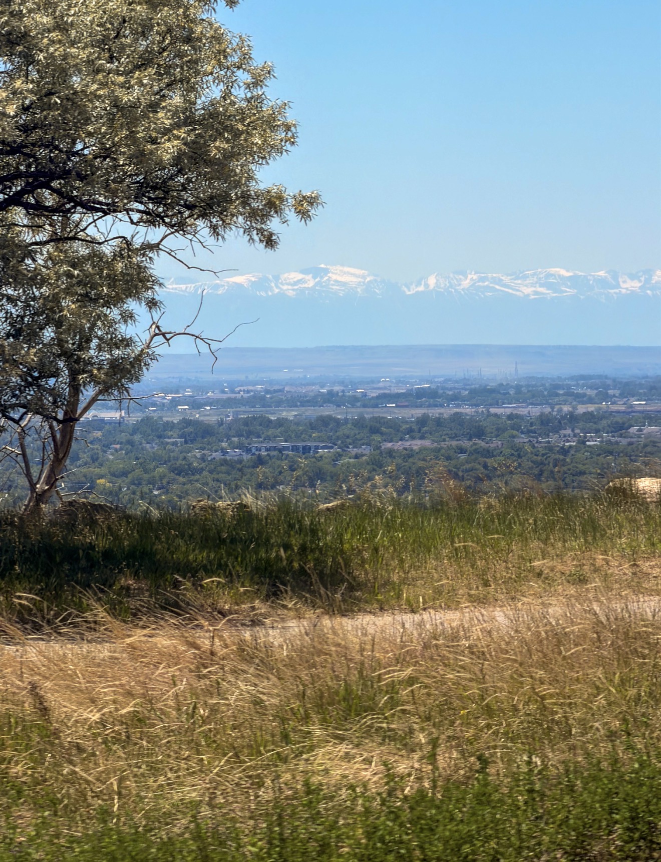 Reference photograph looking across a city from a grassy overlook, with a tree in the foreground and snowy mountains beyond